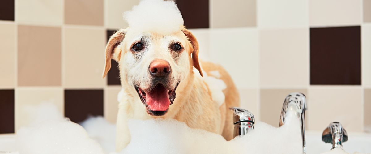 Dog getting bathed at a pet salon